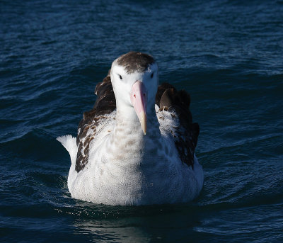 Wandering (Antipodes) Albatross adult on water OZ9W9997