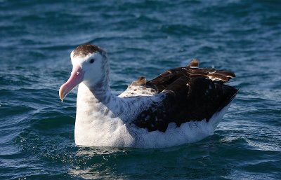 Wandering (Antipodes) Albatross adult on water OZ9W9999