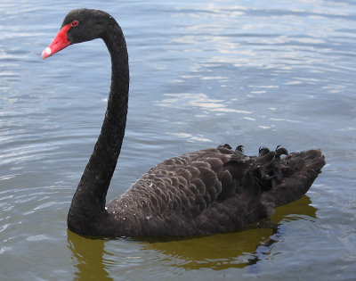Black Swan adult OZ9W6481