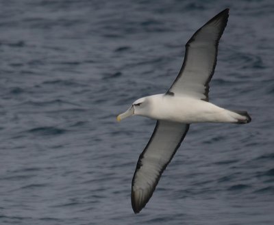 New Zealand White-capped Albatross in flight OZ9W1500