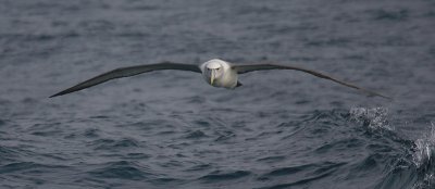 New Zealand White-capped Albatross in flight OZ9W1503