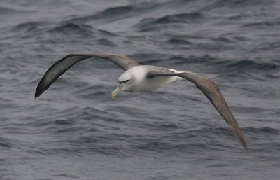 New Zealand White-capped Albatross in flight OZ9W1517