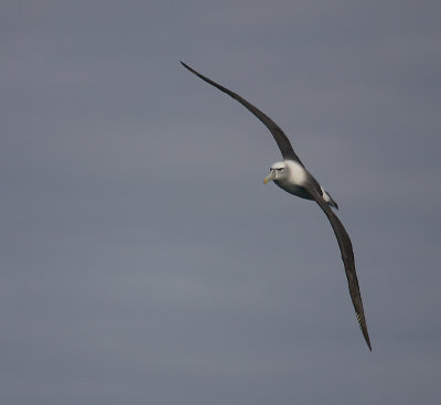 New Zealand White-capped Albatross in flight OZ9W1518