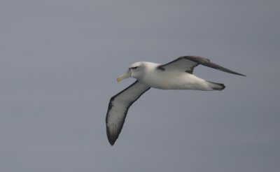 New Zealand White-capped Albatross in flight OZ9W1525
