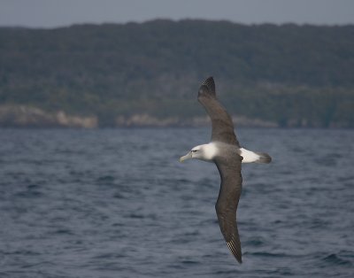 New Zealand White-capped Albatross in flight OZ9W1531