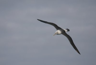 New Zealand White-capped Albatross in flight OZ9W1535