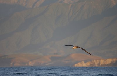 Salvin's Albatross in flight OZ9W8477