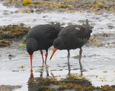 Variable Oystercatchers adult with juvenileOZ9W1203