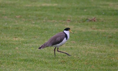 Spur-winged Plover OZ9W5422