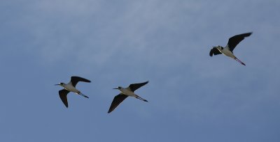 Black-winged Stilts in flight NZ OZ9W5543