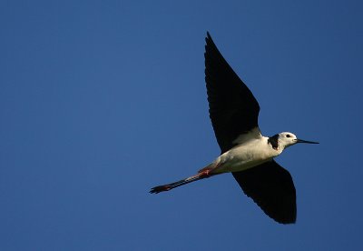 Black-winged Stilt in flight NZ OZ9W5608