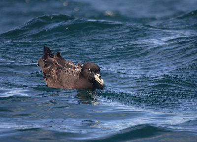 White-chinned Petrel on water OZ9W0317