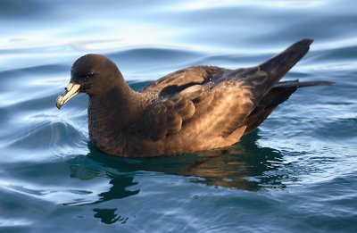 White-chinned Petrel on water OZ9W8798