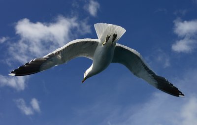 Kelp Gull adult in flight NZ OZ9W0305