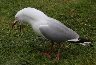 Red-billed Gull adult OZ9W5670