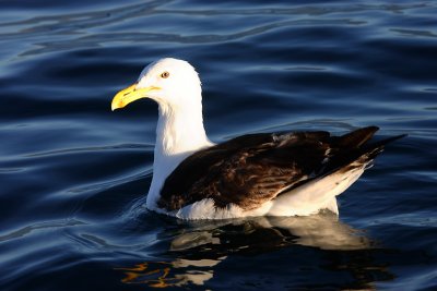Kelp Gull adult on water NZ OZ9W8803