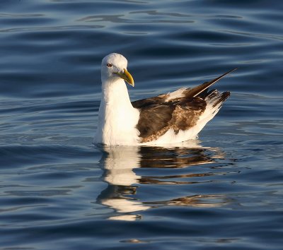 Kelp Gull adult on water NZ OZ9W8806