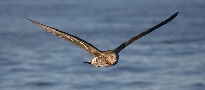 Kelp Gull juvenile in flight NZ OZ9W8837