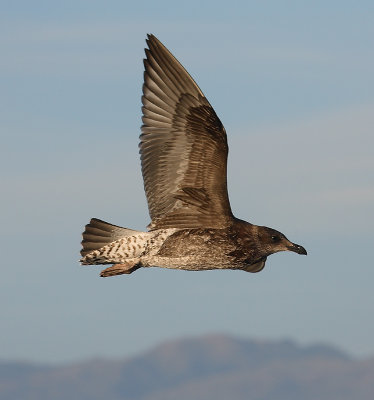 Kelp Gull juvenile in flight NZ OZ9W8840