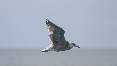 Kelp Gull immature in flight NZ OZ9W9503