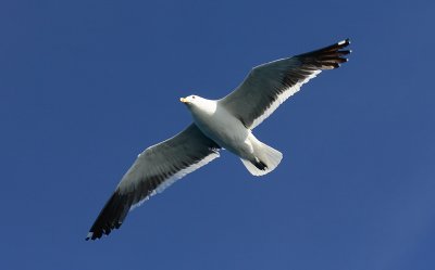 Kelp Gull adult in flight NZ OZ9W9782
