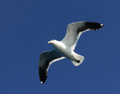 Kelp Gull adult in flight NZ OZ9W9783