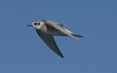 Black-fronted tern