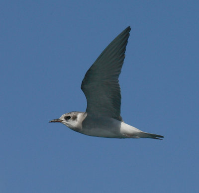 Black.fronted Tern juvenile in flight OZ9W0060