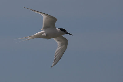 White-fronted Tern adult OZ9W7951