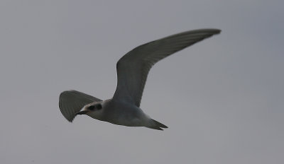 Black.fronted Tern juvenile in flight OZ9W8031