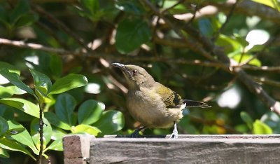 New Zealand Bellbird OZ9W5843