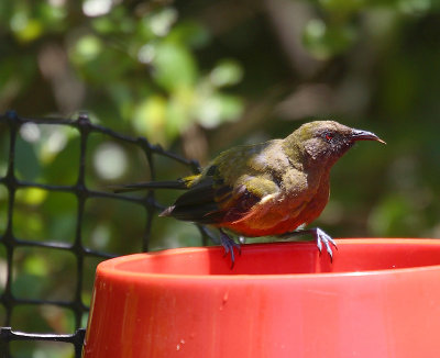 New Zealand Bellbird OZ9W5852