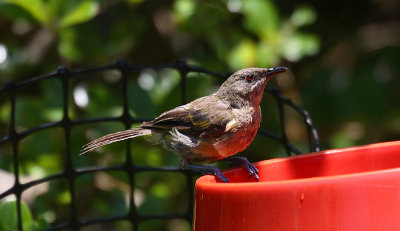 New Zealand Bellbird OZ9W5853