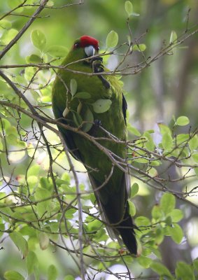 Red-fronted Parakeet, New Zealand  OZ9W2754