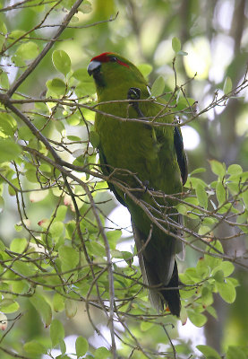 Red-fronted Parakeet, New Zealand   OZ9W2760