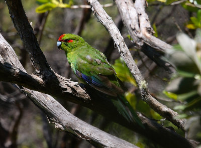 Red-fronted Parakeet, New Zealand  OZ9W5896