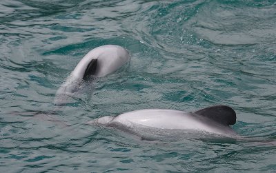 Hector's Dolphins OZ9W7546
