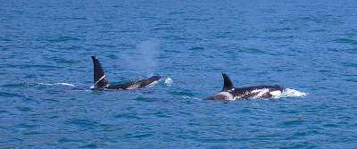 Orca male and female NZ OZ9W8335