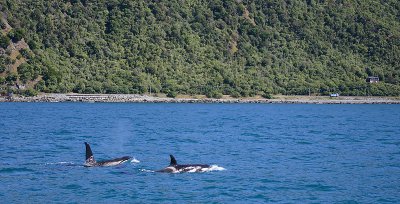 Orca male and female NZ OZ9W8336