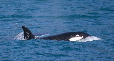 Orca female NZ OZ9W8344