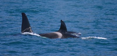 Orca male and female NZ OZ9W8352