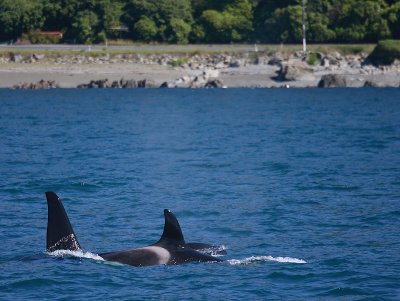 Orca male and female NZ OZ9W8352a