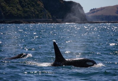 Orca male NZ OZ9W8372