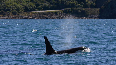 Orca male NZ OZ9W8379
