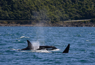Orca male and female NZ OZ9W8386