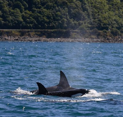 Orca female and immature male NZ OZ9W8390