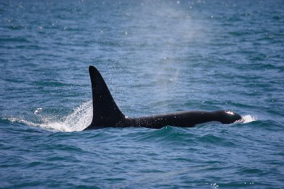 Orca male NZ OZ9W8399
