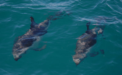 Dusky Dolphins Kaikoura New Zealand OZ9W8120