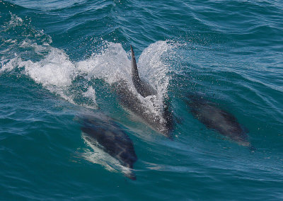 Dusky Dolphins Kaikoura New Zealand OZ9W8140