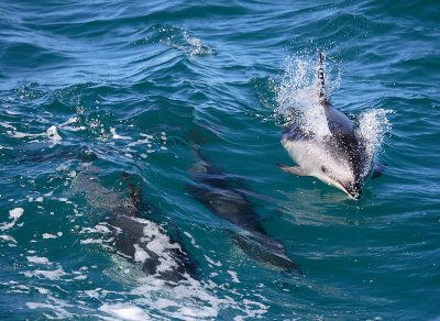 Dusky Dolphins Kaikoura New Zealand OZ9W8154